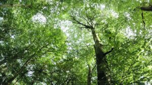 View up through the trees at Whyte's Estate